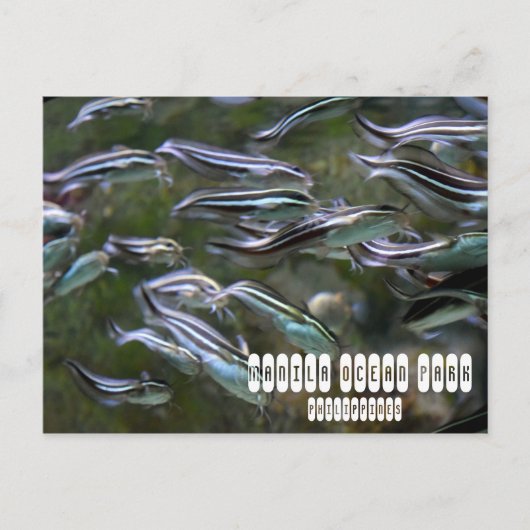 Manila Ocean Park Briefkaart (Voorkant)