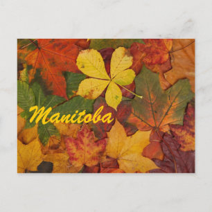Manitoba Autumn Leaves Briefkaart