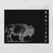 Manitoba Bison Briefkaart (Voorkant)