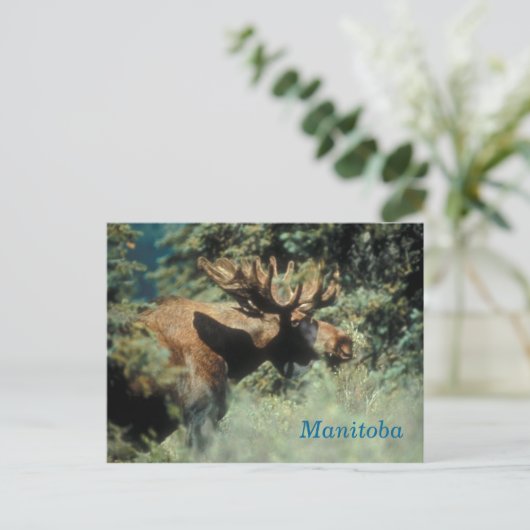 Manitoba bull briefkaart (Staand voorkant)