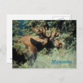 Manitoba bull briefkaart (Voorkant / Achterkant)