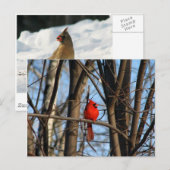 Mannelijk en vrouw Kardinaal Briefkaart (Voorkant / Achterkant)