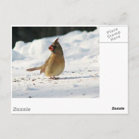 Mannelijk en vrouw Kardinaal Briefkaart (Achterkant)