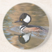 Mannelijk Hooded Merganser Zwemmen op Creek Zandsteen Onderzetter (Voorkant)