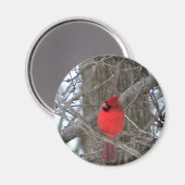 Mannelijk kardinaal side uitzicht magneet (Voorkant / Achterkant)