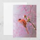 Mannelijk kardinaal Wenskaart Feestdagenkaart (Voorkant / Achterkant)