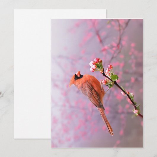 Mannelijk kardinaal Wenskaart Feestdagenkaart (Voorkant / Achterkant)