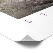 Mannelijk noordelijk olifantenzegel poster (Hoek)