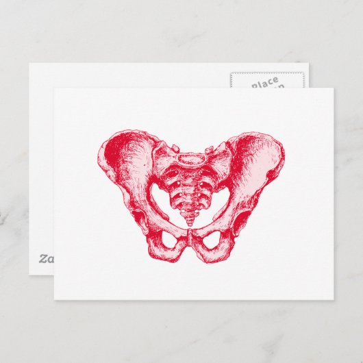 Mannelijk Pelvis Red Briefkaart (Voorkant / Achterkant)
