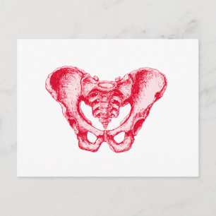 Mannelijk Pelvis Red Briefkaart