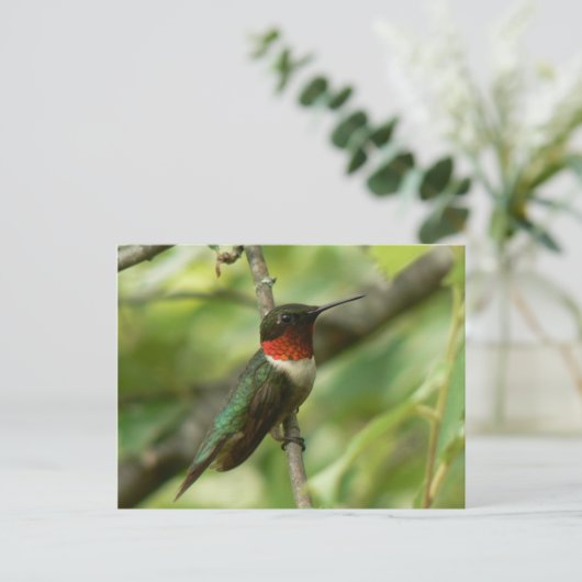 Mannelijk Ruby-throated Hummingbird Briefkaart. Briefkaart (Staand voorkant)