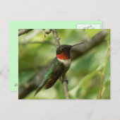Mannelijk Ruby-throated Hummingbird Briefkaart. Briefkaart (Voorkant / Achterkant)