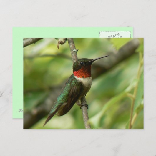 Mannelijk Ruby-throated Hummingbird Briefkaart. Briefkaart (Voorkant / Achterkant)
