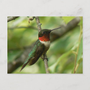 Mannelijk Ruby-throated Hummingbird Briefkaart. Briefkaart