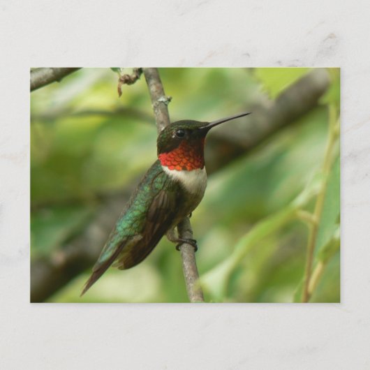 Mannelijk Ruby-throated Hummingbird Briefkaart. Briefkaart (Voorkant)