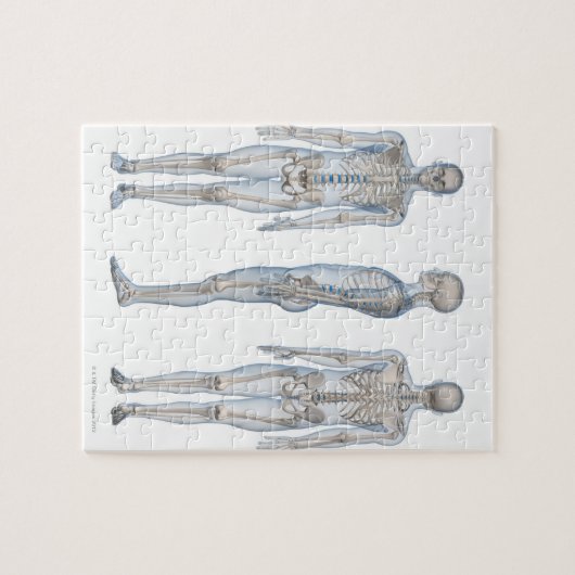 Mannelijk Skeleton 2 Legpuzzel (Horizontaal)
