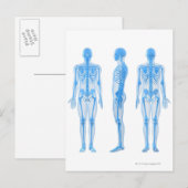 Mannelijk Skeleton Briefkaart (Voorkant / Achterkant)