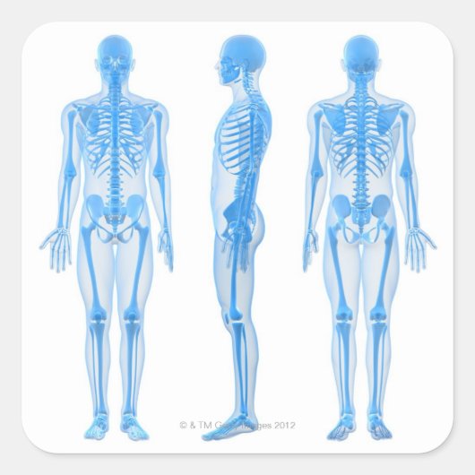 Mannelijk Skeleton Vierkante Sticker (Voorkant)