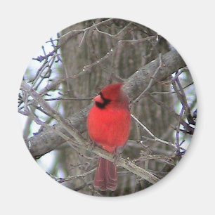 Mannelijk uitzicht aan de zijkant magneet