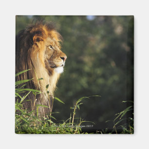 Mannelijke Afrikaanse leeuw in de dierentuin in Wa Magneet
