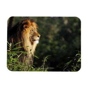 Mannelijke Afrikaanse leeuw in de dierentuin in Wa Magneet