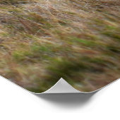 Mannelijke Afrikaanse leeuw in gras Poster (Hoek)