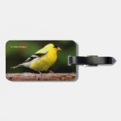Mannelijke Amerikaanse Goldfinch op de Arbutus Bagagelabel (Achterkant horizontaal)