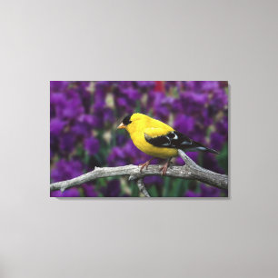 Mannelijke, Amerikaanse Goudvink in zomerkleed, Canvas Afdruk