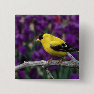 Mannelijke, Amerikaanse Goudvink in zomerveren, Vierkante Button 5,1 Cm