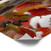 Mannelijke Amerikaanse Robin in Black Hawthorn Poster (Hoek)