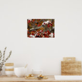 Mannelijke Amerikaanse Robin in Black Hawthorn Poster (Keuken)