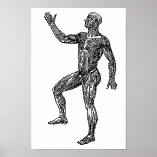 Mannelijke Anatomie-spieren Medische Wetenschapsku Poster (Voorkant)