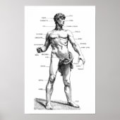 Mannelijke anatomie - voorzijde poster (Voorkant)
