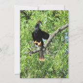Mannelijke Anhinga (Snake Bird) Platte Kaart (Voorkant)