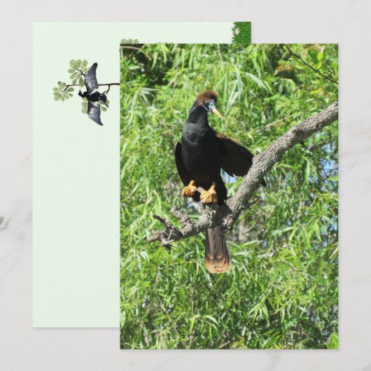 Mannelijke Anhinga (Snake Bird) Platte Kaart (Voorkant / Achterkant)