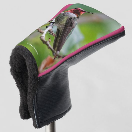 Mannelijke Anna's kolibrie op de pruimenboom Golfheadcover (3/4 voorkant)