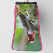 Mannelijke Anna's kolibrie op de pruimenboom Golfheadcover (Draai 90)