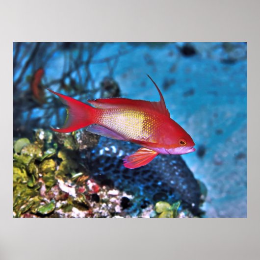 Mannelijke Anthia Poster (Voorkant)