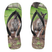 Mannelijke Australiër Kangaroo, Teenslippers (Voetbed)
