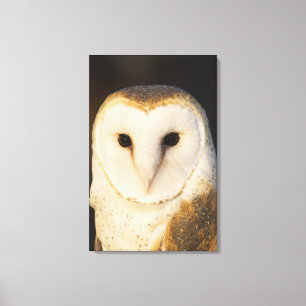 Mannelijke Barn Owl (Tyto alba), Verenigde Staten  Canvas Afdruk
