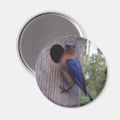 Mannelijke Bluebird Magnet (Voorkant / Achterkant)
