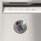 Mannelijke Bluebird Magnet (Insitu (Vaatwasser))