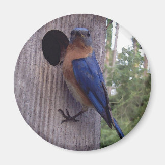 Mannelijke Bluebird Magnet