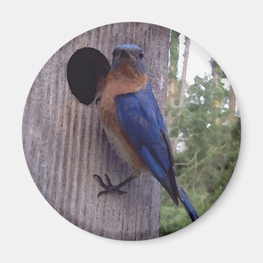 Mannelijke Bluebird Magnet (Voorkant)