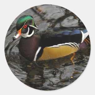 Mannelijke boswatereend bij Crystal Springs Rhodod Ronde Sticker