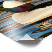 Mannelijke buffelkop in de middags-zon foto afdruk (Hoek)