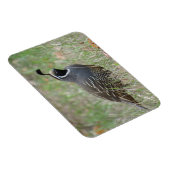 Mannelijke California Quail Profile Magnet Magneet (Rechterzijde)