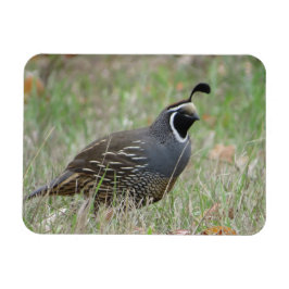 Mannelijke California Quail Profile Magnet Magneet