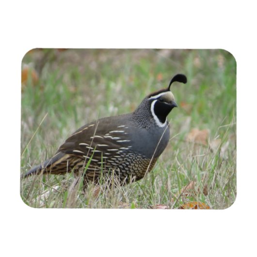 Mannelijke California Quail Profile Magnet Magneet (Horizontaal)