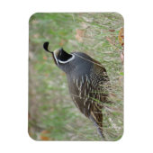 Mannelijke California Quail Profile Magnet Magneet (Verticaal)